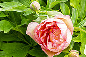 Tree peony, Paeonia itoh 'Callie's Memory', flower