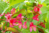 Begonia semperflorens 'Dragon Wing Red', flowers