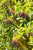 Elderberry 'Aureomarginata', Sambucus nigra 'Aureomarginata', berries