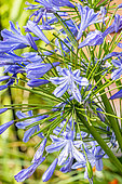 African Lily, Agapanthus africanus,Agapanthus 'Blue Giant', flowers