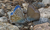 Adonis Blue (Lysandra bellargus) and Greek Mazarine Blue (Cyaniris semiargus) drinking, Ecrins National Park, Serre-Chevalier, Alps, France