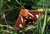 Patton's tiger (Arctia testudinaria), Massif des Ecrins, Alpes, France