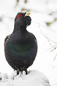 Western Capercaillie (Tetrao urogallus) male in snow, Germany