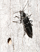 Old house borer (Hylotrupes bajulus) on wood, Vosges du Nord Regional Nature Park, France
