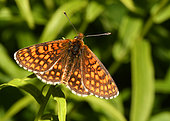 Nickerl's Fritillary (Melitaea aurelia), Vosges du Nord Regional Nature Park, France