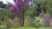 Judas tree (Cercis siliquastrum) in bloom, Mont Ventoux, Provence, France