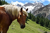 Haflinger pony in front of the Ecrins massif, Serre-Chevalier, Alps, France