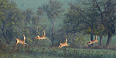 Roe deers (Caprolus capreolus) jumping in an orchard, Vosges du Nord Regional Nature Park, France