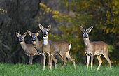 Roe deer (Caprolus capreolus) group on the edge of a forest, Vosges du Nord Regional Nature Park, France