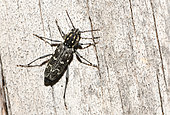 Grey Tiger Long-Horned Beetle (Xylotrechus rusticus) on wood, Vosges du Nord Regional Nature Park, France