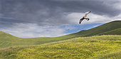 Kestrel (Falco tinnunculus) in flight over the Plateau d'Emparis, Col du Lautaret, Alpes, France