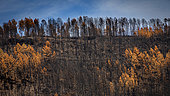 Forest after fire, Gagnières, Gard, France