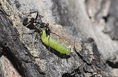 Hercule ant (Camponotus herculeanus) carrying a caterpillar, Massif des Ecrins, Serre-Chevalier, Alpes, France