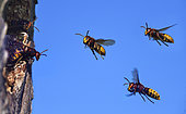 European hornets (Vespa crabro) arriving at the nest, Vosges du Nord Regional Nature Park, France