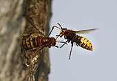 European hornets (Vespa crabro) entry control on arrival at the nest by the keepers, Vosges du Nord Regional Nature Park, France