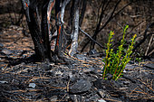 Revegetation after a fire in a pine forest, France