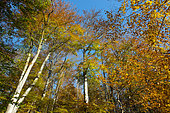 Common beech (Fagus sylvatica) in autumn, Vosges du Nord Regional Nature Park, France