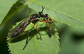 Asilid fly (Dioctria hyalipennis) eating an ichneumon, Vosges du Nord Regional Nature Park, France