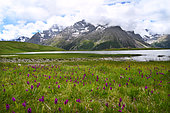 Common spotted Orchid (Dactylorhiza fuchsii) in bloom, Lac du Pontet and Massif des Ecrins, Serre-Chevalier, Alpes, France