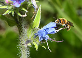 Leafcutting bee (Osmia anthocopoides) on Vipersbugloss (Echium sp) flower, Vosges du Nord Regional Nature Park, France