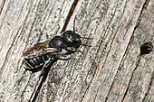 Jersey Mason Bee (Osmia niveata) female in front of her gallery in the dead wood, Vosges du Nord Regional Nature Park, France