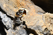 Mason Bee (Osmia ravouxi) female building her nesting box in a rock, Regional Nature Park of the Northern Vosges, France