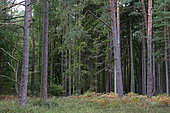 Pine-fir forest (Pinus sylvestris - Picea abies), Vosges du Nord Regional Nature Park, France
