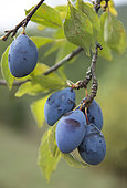 Alsatian plums on the tree, Vosges du Nord Regional Nature Park, France