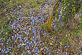 Alsatian plums fallen from the tree, Vosges du Nord Regional Nature Park, France