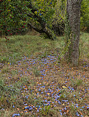 Alsatian plums fallen from the tree, Vosges du Nord Regional Nature Park, France