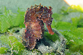 Common seahorse (Hippocampus taeniopterus), Secret Bay dive site, Gilimanuk, Bali, Indonesia
