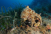 Common octopus (Octopus vulgaris) on bottom, Pyramids diving site, Le Dramont, Var, France