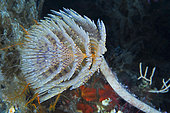Wreathy-tuft tube worm (Spirographis spallanzanii), diving site of the Cap Roux reserve, Var, France