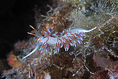 Pilgrim hervia (Cratena peregrina), Lion de Mer dive site, Saint-Raphaël, Var, France