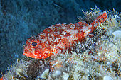 Small red scorpionfish (Scorpaena notata), Lion de Mer dive site, Saint-Raphaël, Var, France
