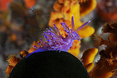 Purple nudibranch (Flabellina affinis), Lion de mer dive site, Saint-Raphaël, Var, France