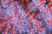 Red coral (Corallium rubrum), Coral cave, Lion de mer dive site, Saint-Raphaël, Var, France