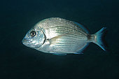 Common two-banded seabream (Diplodus vulgaris), Pyramids diving site, Le Dramont, Var, France
