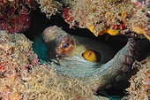 Common octopus (Octopus vulgaris) in the reef, Lion de mer dive site, Saint-Raphaël, Var, France