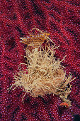 Wreathy-tuft tube worm (Spirographis spallanzanii), Lion de mer dive site, Saint-Raphaël, Var, France