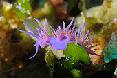 Purple nudibranch (Flabellina affinis), Lion de mer dive site, Saint-Raphaël, Var, France