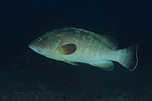 Dusky Grouper (Epinephelus marginatus), Lion de mer dive site, Saint-Raphaël, Var, France