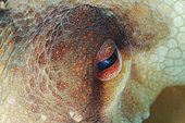 Common octopus (Octopus vulgaris), Lion de mer dive site, Saint-Raphaël, Var, France