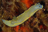 Giant Doris (Felimare picta), Pyramids diving site, Le Dramont, Var, France