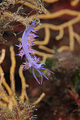 Purple nudibranch (Flabellina affinis), Lion de mer dive site, Saint-Raphaël, Var, France