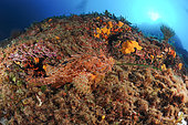 Bigscale Scorpionfish (Scorpaena scrofa), les Cigales dive site, le Dramont, Var, France