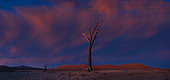 Dead Tree at sunset