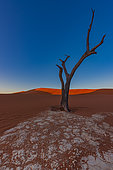 Dead Tree at sunrise, Sossusvlei, Namib-Naukluft National ParK Park and National Reserve, Namibia