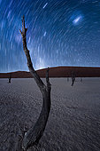 Dead Tree under a starry sky, at Dead Vlei, Namib-Naukluft National ParK Park and National Reserve, Namibia