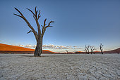 Dead Tree at Dead Vlei, Namib-Naukluft National ParK Park and National Reserve, Namibia